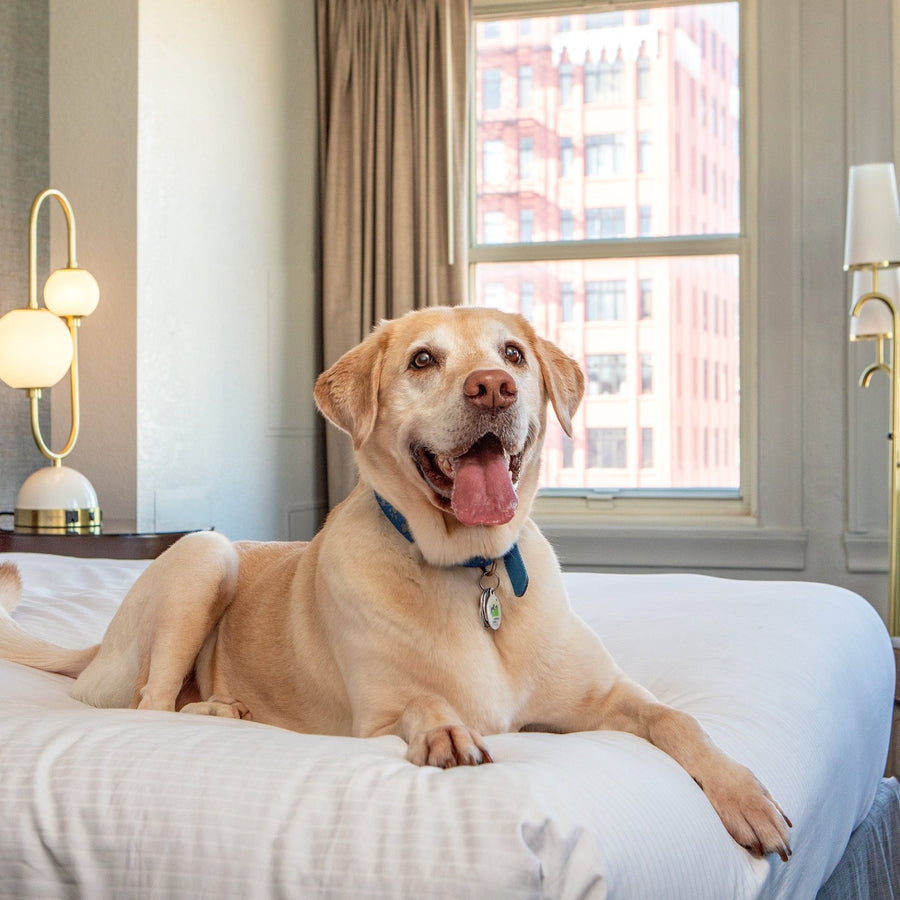 A dog resting on a bed in a Hotel Adagio guest room